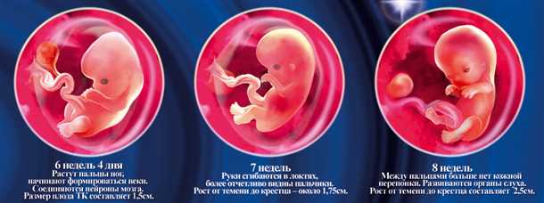 7 недель беременности от зачатия