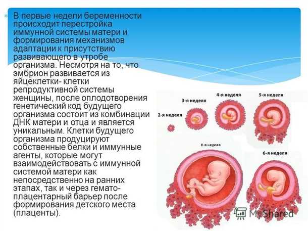 Беременности 3 недели. что происходит с вашим организмом