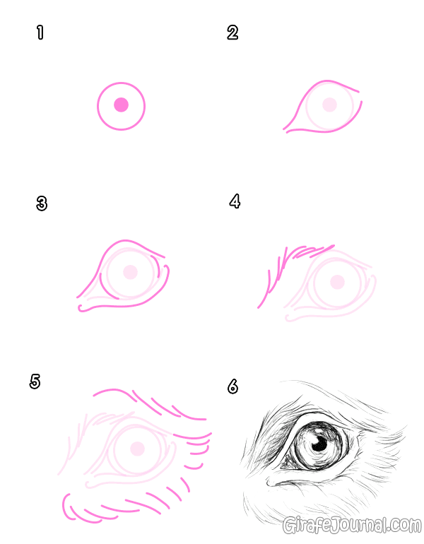 Как нарисовать глаза собаки карандашом