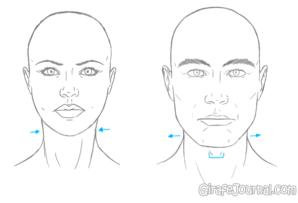 Как нарисовать голову и шею человека