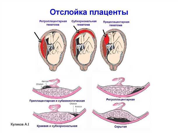 4 основных этапа формирования плаценты