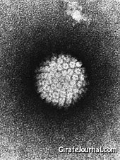 Как лечить папилломавирус человека народными средствами